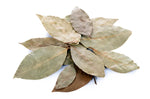 Mexican Bay Leaf - Laurel